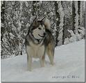 Sheena 11-2008